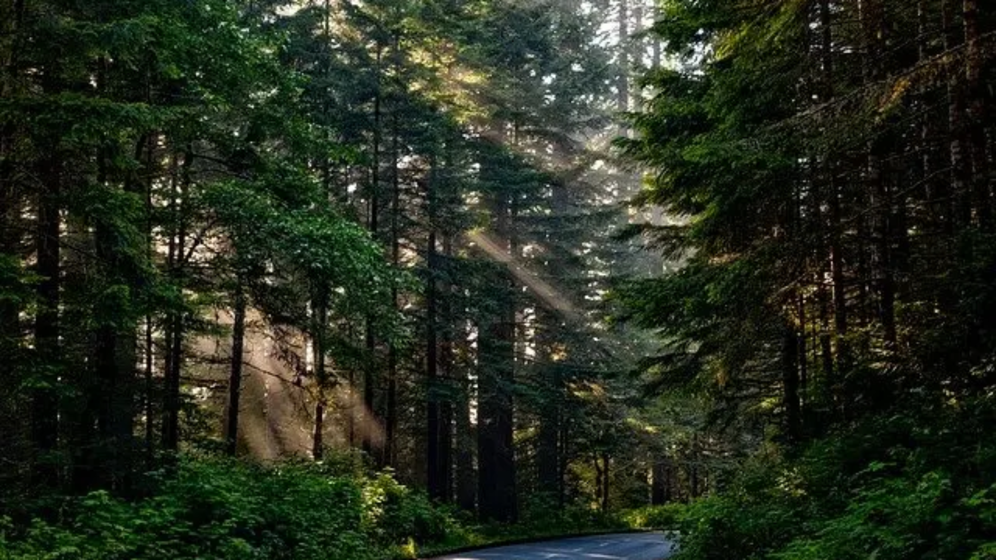 Road through a forest